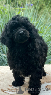 Photo №4. I will sell poodle (dwarf) in the city of Minsk.  - price - negotiated