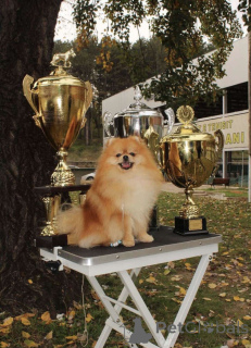 Photo №2 to announcement № 135231 for the sale of  - buy in Serbia 