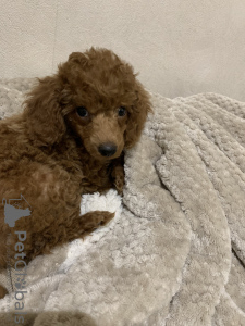 Photo №2 to announcement № 37451 for the sale of poodle (toy) - buy in Kazakhstan private announcement