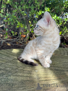 Photo №3. Beautiful Bengal Kittens Ready for Their Forever Homes. Germany