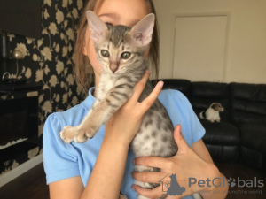 Photo №1. savannah cat - for sale in the city of Liahona | negotiated | Announcement № 10010