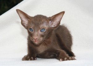 Photo №2 to announcement № 278 for the sale of oriental shorthair - buy in Ukraine private announcement