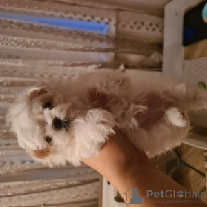 Photo №1. maltese dog - for sale in the city of St. Petersburg | 9659$ | Announcement № 27793