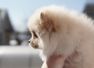 Photo №1. pomeranian - for sale in the city of St. Petersburg | Negotiated | Announcement № 2366