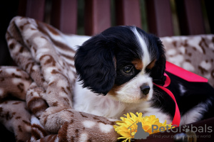 Photo №2 to announcement № 78548 for the sale of cavalier king charles spaniel - buy in Belarus from nursery