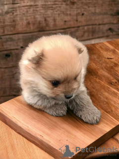 Additional photos: Pomeranian Spitz puppies