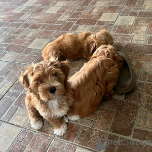 Photo №2 to announcement № 138636 for the sale of havanese dog - buy in United States breeder