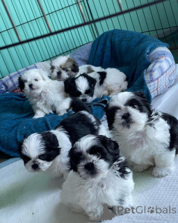 Photo №1. shih tzu - for sale in the city of Munich | negotiated | Announcement № 168663