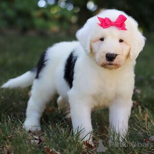 Photo №1. non-pedigree dogs - for sale in the city of Augustusburg | 282$ | Announcement № 151421