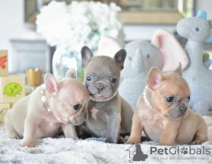 Photo №1. french bulldog - for sale in the city of Tottington | 380$ | Announcement № 125619