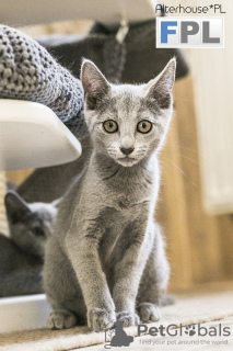 Photo №1. russian blue - for sale in the city of Rybnik | 2129$ | Announcement № 14696