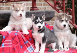 Photo №1. siberian husky - for sale in the city of Ljubljana | negotiated | Announcement № 162231