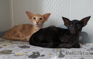 Photo №4. I will sell oriental shorthair in the city of Москва. from nursery - price - 455$