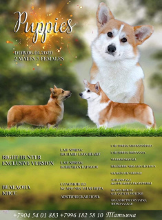 Photo №1. welsh corgi - for sale in the city of Yekaterinburg | Negotiated | Announcement № 5867