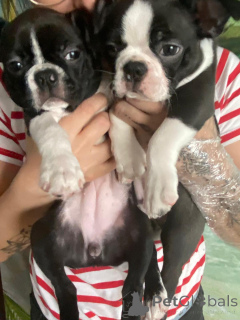 Photo №2 to announcement № 143485 for the sale of boston terrier - buy in Poland breeder