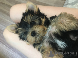 Photo №4. I will sell yorkshire terrier in the city of Novosibirsk. breeder - price - 338$
