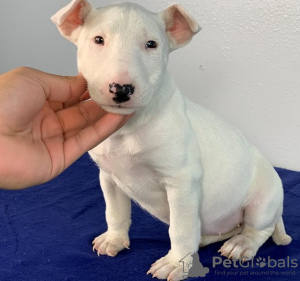 Photo №1. bull terrier - for sale in the city of Berlin | 423$ | Announcement № 121102