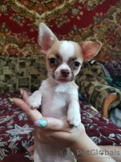 Additional photos: Chihuahua puppy