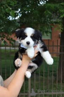 Photo №2 to announcement № 165451 for the sale of australian shepherd - buy in Luxembourg private announcement, breeder