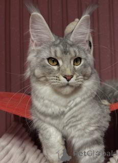 Photo №1. maine coon - for sale in the city of Bellaire | negotiated | Announcement № 162654