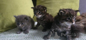 Photo №1. maine coon - for sale in the city of Antwerp | Is free | Announcement № 160244