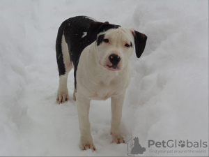 Photo №4. I will sell american staffordshire terrier in the city of St. Petersburg. from nursery, breeder - price - 810$