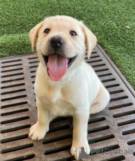 Photo №1. labrador retriever - for sale in the city of Houston | 450$ | Announcement № 168816
