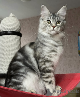 Photo №2 to announcement № 163184 for the sale of maine coon - buy in Germany breeder