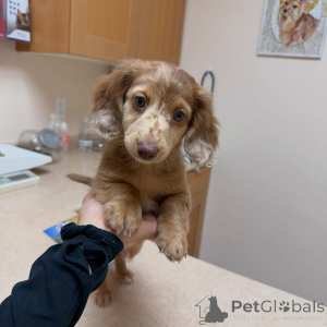 Photo №2 to announcement № 170235 for the sale of dachshund - buy in Germany breeder