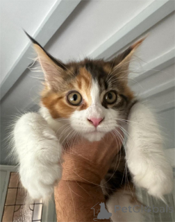 Photo №1. maine coon - for sale in the city of Esens | 361$ | Announcement № 154210