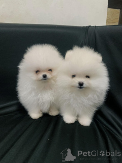 Photo №1. pomeranian - for sale in the city of Prague | Is free | Announcement № 163563