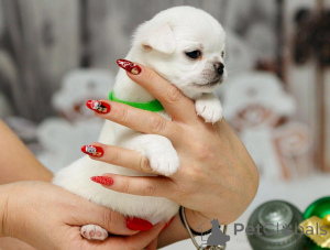 Photo №2 to announcement № 135432 for the sale of non-pedigree dogs - buy in Germany private announcement