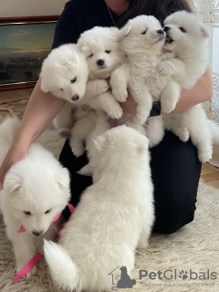 Photo №2 to announcement № 52141 for the sale of samoyed dog - buy in Ukraine private announcement, breeder