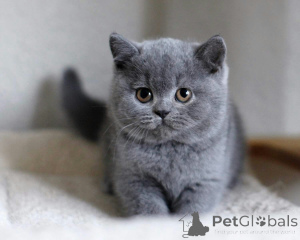 Photo №2 to announcement № 135770 for the sale of british shorthair - buy in Germany 