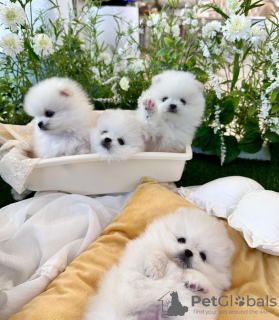 Photo №1. pomeranian - for sale in the city of Jersey City | 380$ | Announcement № 110725