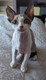 Photo №1. devon rex - for sale in the city of Ekenäs | Is free | Announcement № 130692