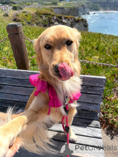 Photo №2 to announcement № 169149 for the sale of golden retriever - buy in Finland private announcement