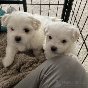 Photo №1. maltese dog - for sale in the city of San Jose | 400$ | Announcement № 97033