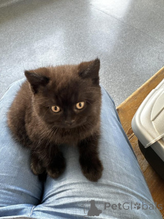 Photo №1. british shorthair - for sale in the city of Bielefeld | Is free | Announcement № 135966
