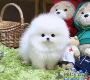 Photo №1. pomeranian - for sale in the city of New Orleans | 350$ | Announcement № 83570