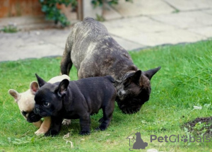 Photo №1. french bulldog - for sale in the city of Manila | negotiated | Announcement № 52250