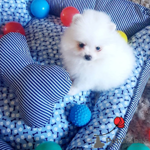 Additional photos: pomeranian