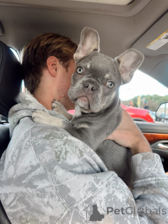 Photo №1. french bulldog - for sale in the city of Augustusburg | negotiated | Announcement № 177466