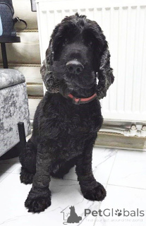 Photo №2 to announcement № 160705 for the sale of english cocker spaniel - buy in Russian Federation private announcement