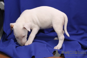 Photo №1. bull terrier - for sale in the city of Heidelberg | negotiated | Announcement № 103082