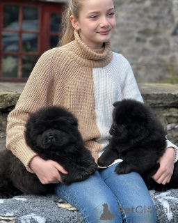Photo №1. chow chow - for sale in the city of Berlin | 334$ | Announcement № 135614