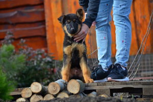 Photo №2 to announcement № 4678 for the sale of german shepherd - buy in Ukraine breeder