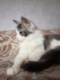Photo №2 to announcement № 9955 for the sale of maine coon - buy in Russian Federation from nursery