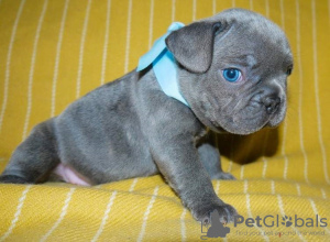Photo №1. french bulldog - for sale in the city of Гамбург | negotiated | Announcement № 64744