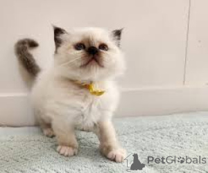 Photo №2 to announcement № 164811 for the sale of birman - buy in Finland private announcement, breeder
